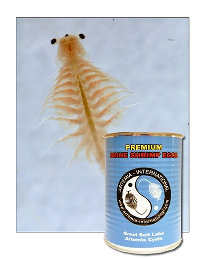 GSL ARTEMIA (BRINE SHRIMP EGGS)