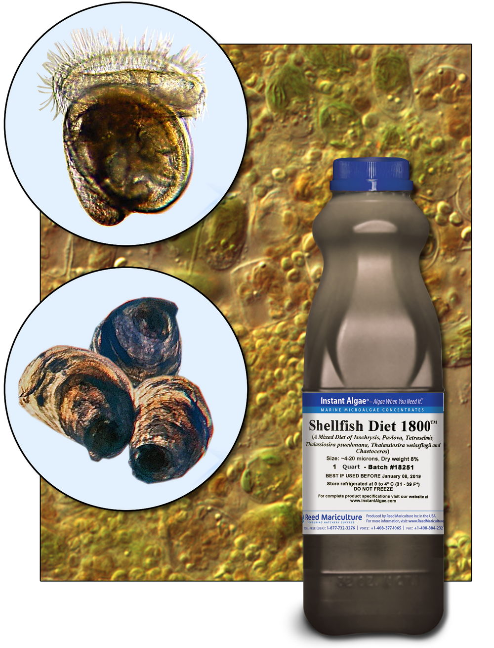 SHELLFISH DIET 1800® – Reed Mariculture