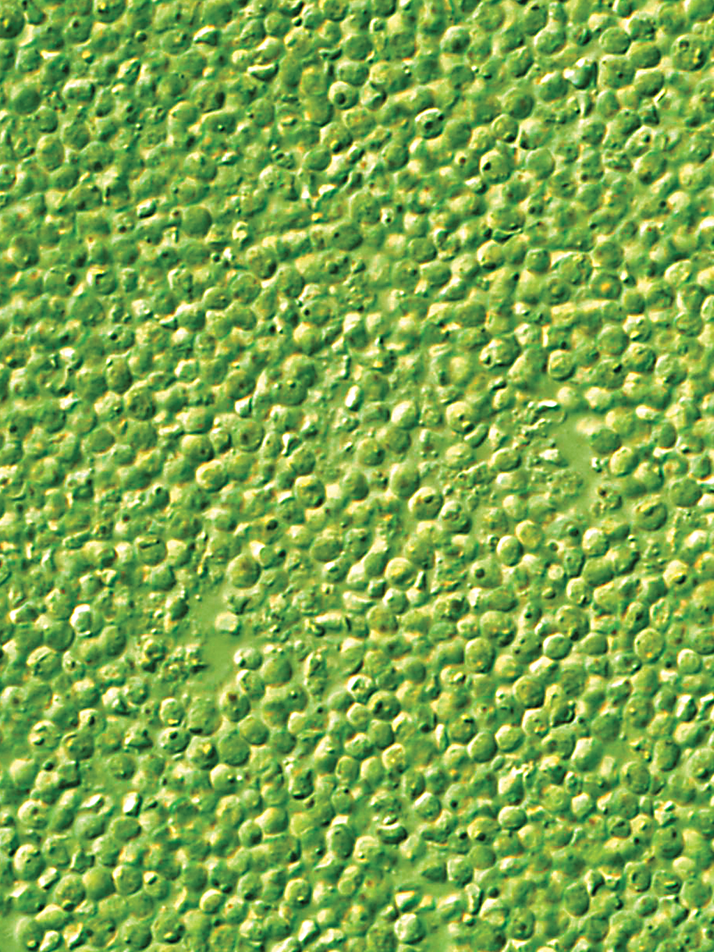 ROTIGROW NANNO™ QUART