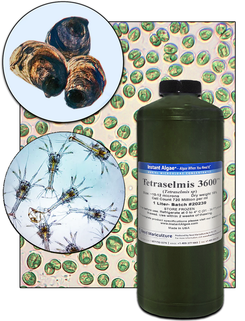 TET 3600™ - Frozen Tetraselmis – Reed Mariculture