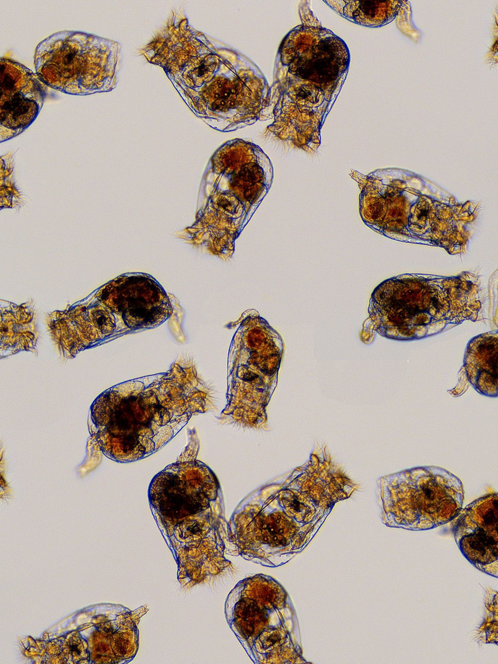 S-ROTIFERS