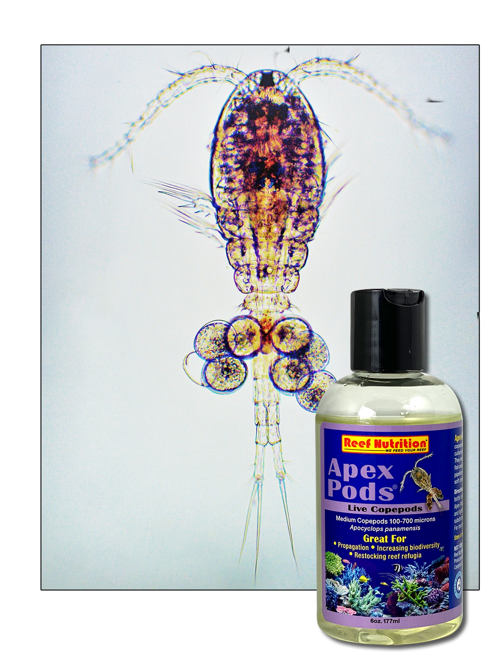 Live copepods petco outlet